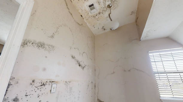 Best Black Mold Removal  in Dawson, GA