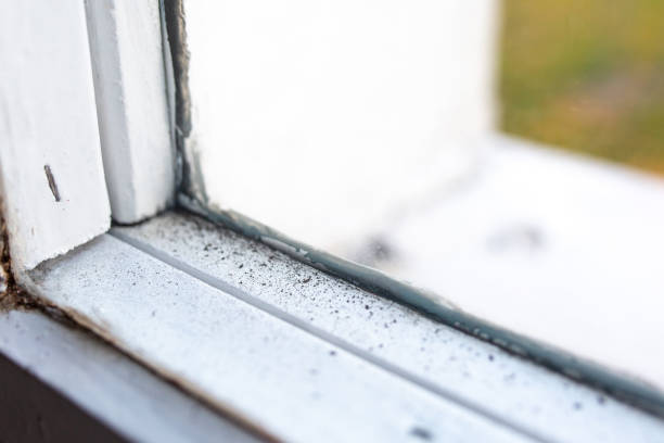 Best Attic Mold Removal  in Dawson, GA