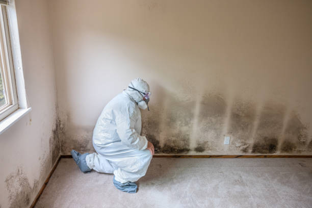 Best Emergency Mold Remediation  in Dawson, GA