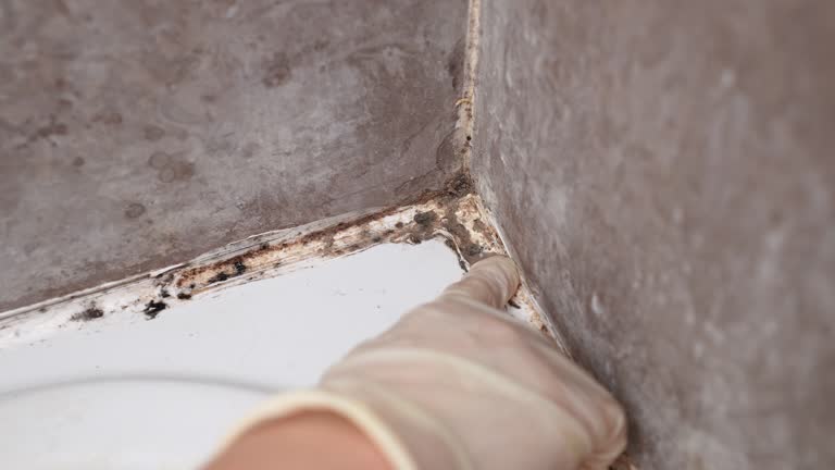Best Mold Odor Removal Services  in Dawson, GA
